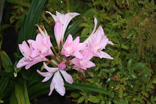 Jardineria, Catalogo de Plantas: Amaryllis belladona