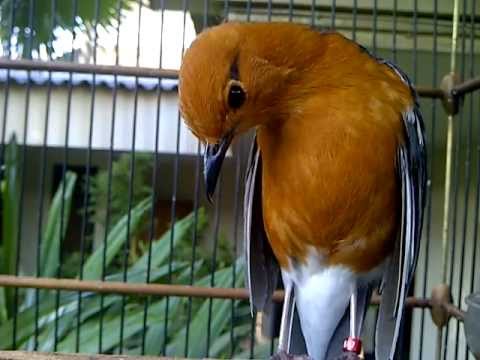 Red Bird Anis Anis Red Primadona Because Booms Unique