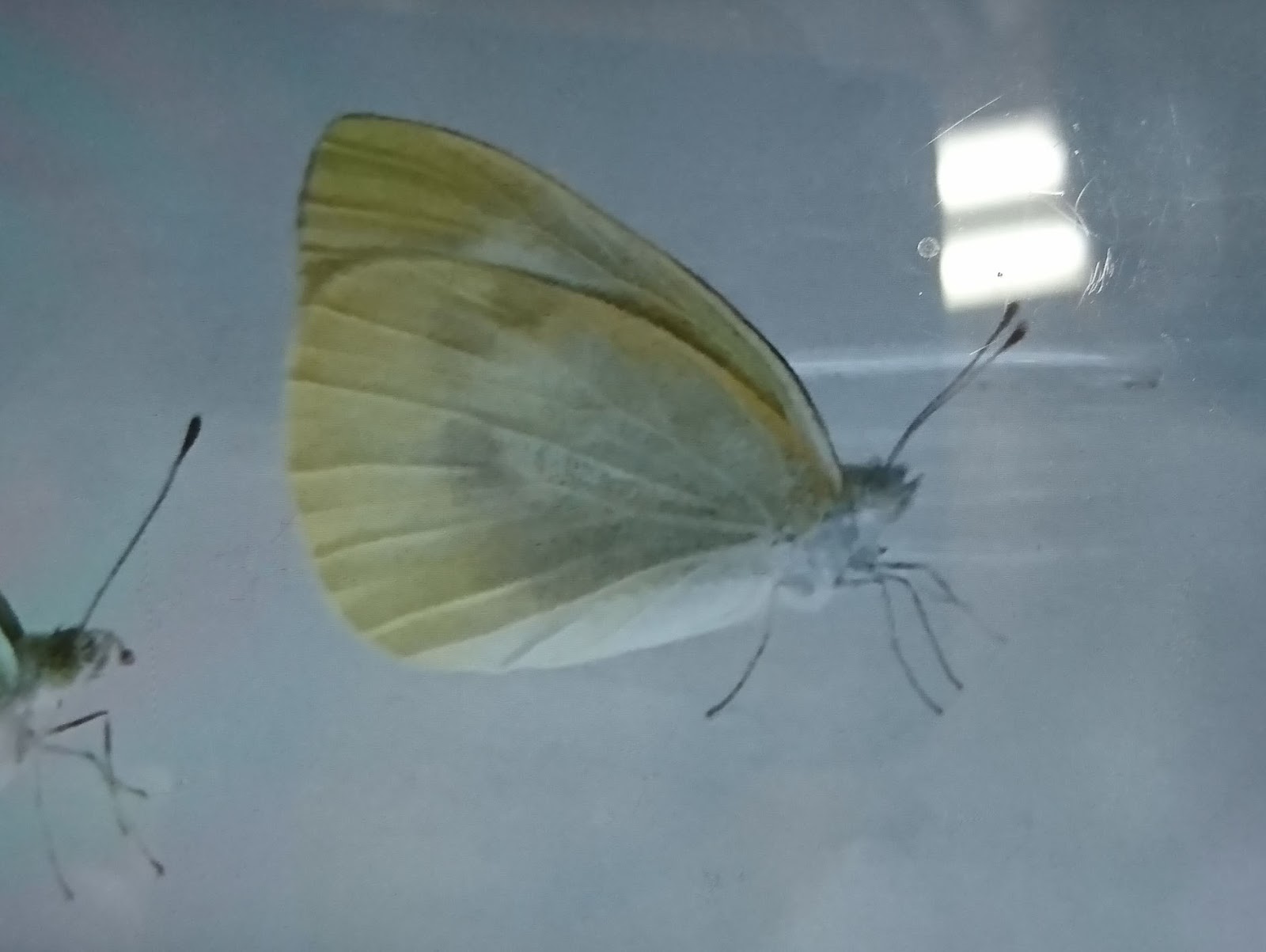 敬愛小学校 理科の授業 生き物の観察