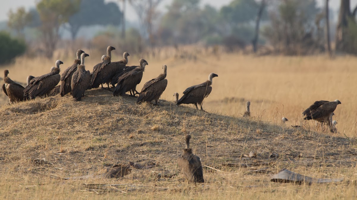 Group Of Vultures Called 15