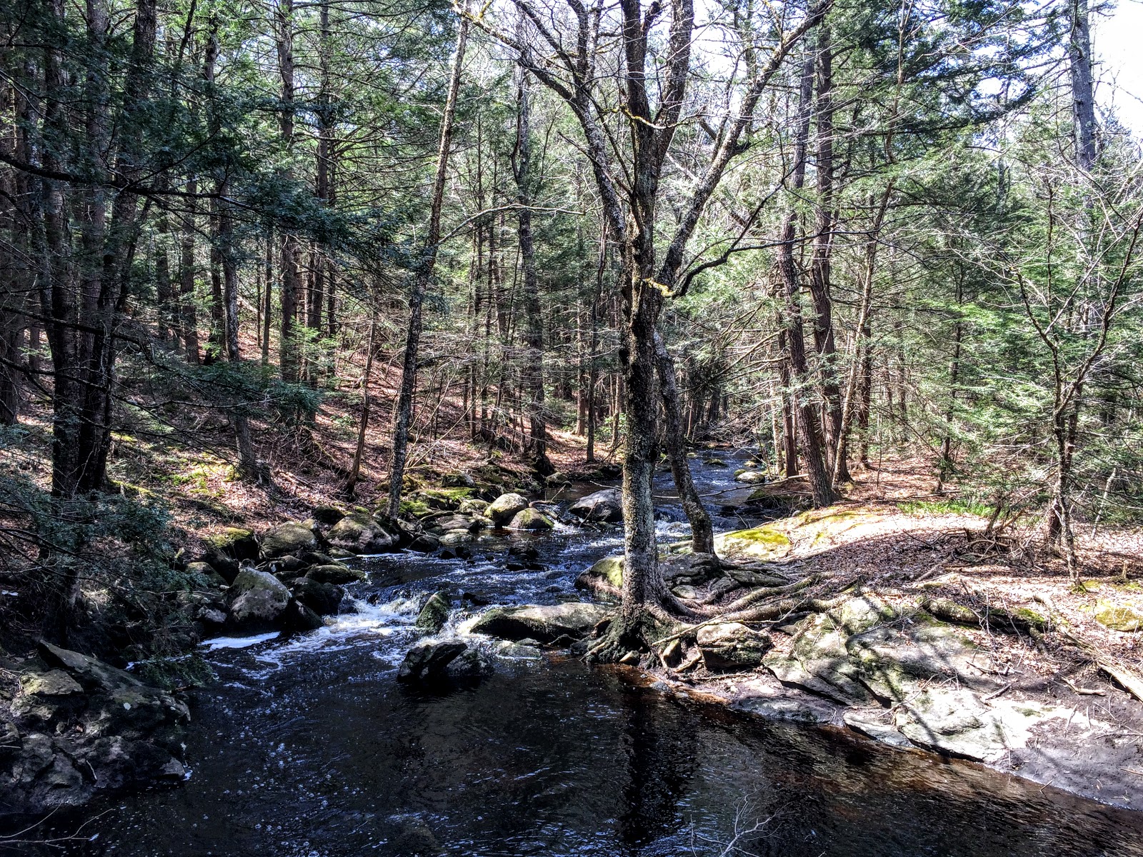 The Daily Woot Trout Brook Conservation Area