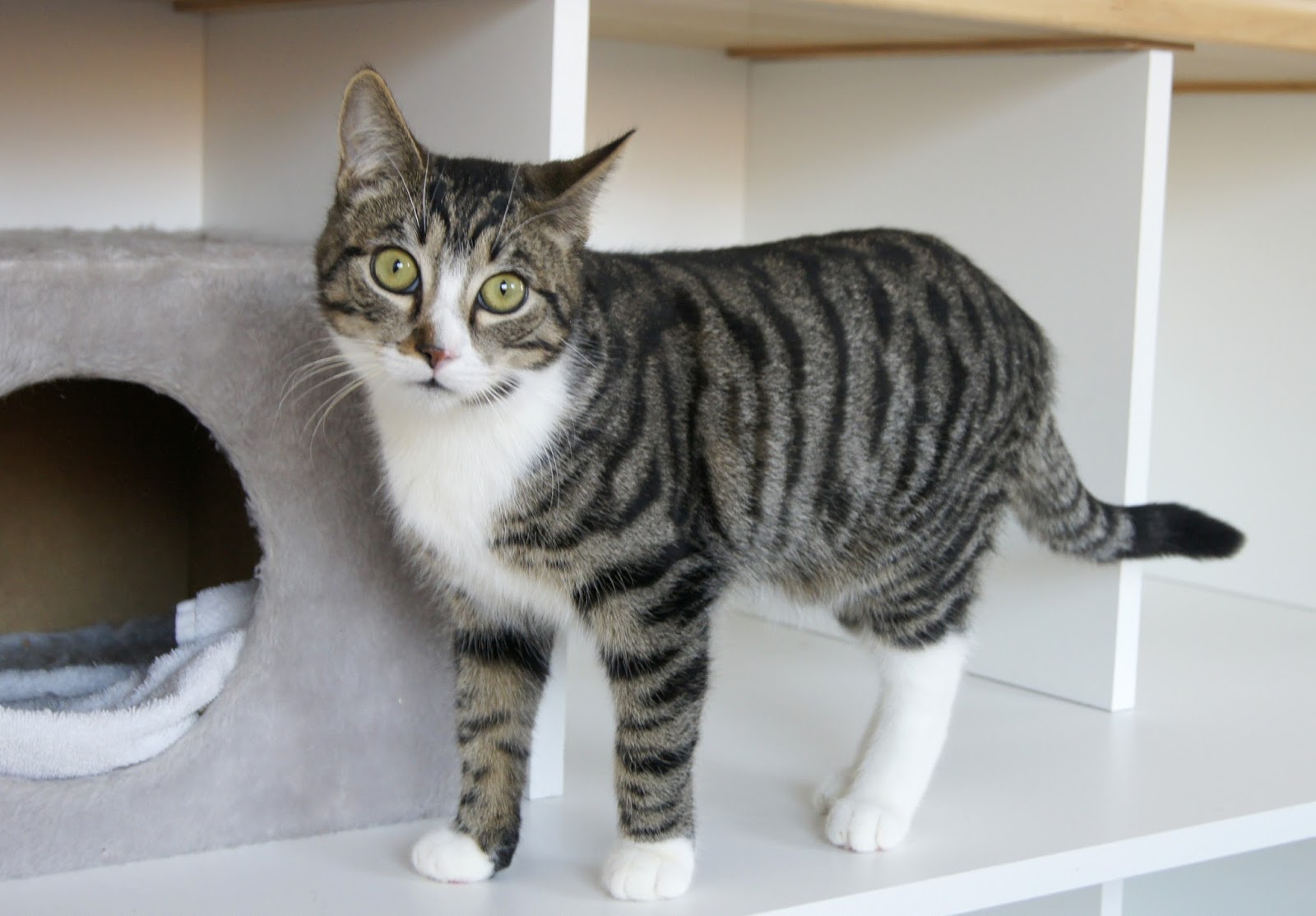 Tierheim Bremerhaven Sucht Neue Hundefreunde Bremerhaven News