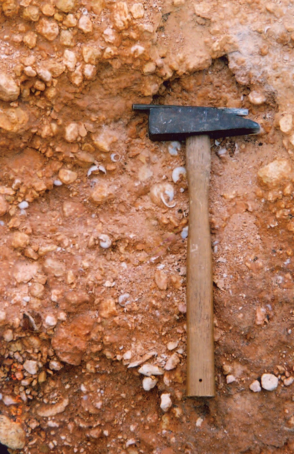 Sciency Thoughts Fossil Land Snails from the Late Pleistocene of south