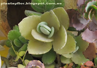 Kalanchoe millotii