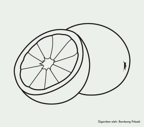 Koleksi Gambar  Mewarnai  Buah Jeruk  belajar menggambar 