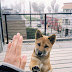 Ο χαιρετισμός του μικρού σκύλου......