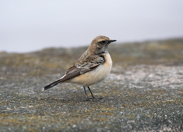 Pied Wheatear - Meols, Wirral