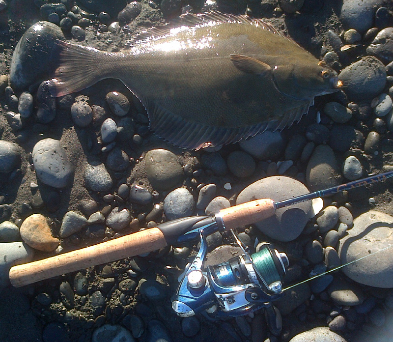 fishingnews.co.nz Flounder on a lure