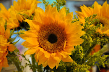 Jersey Sunflower