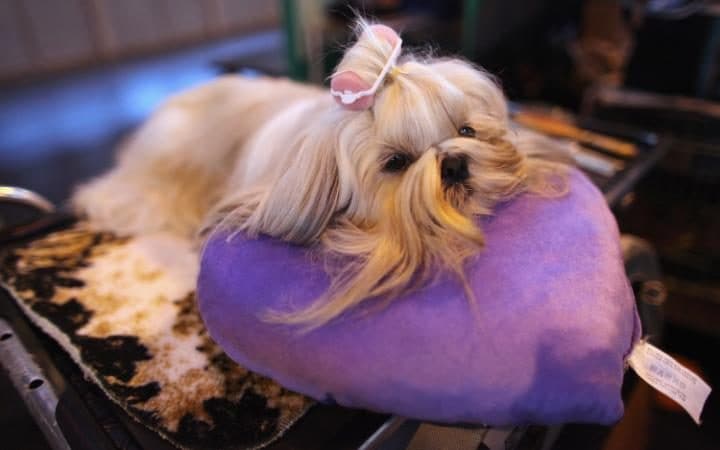 Shih tzu respiração ofegante Clearance