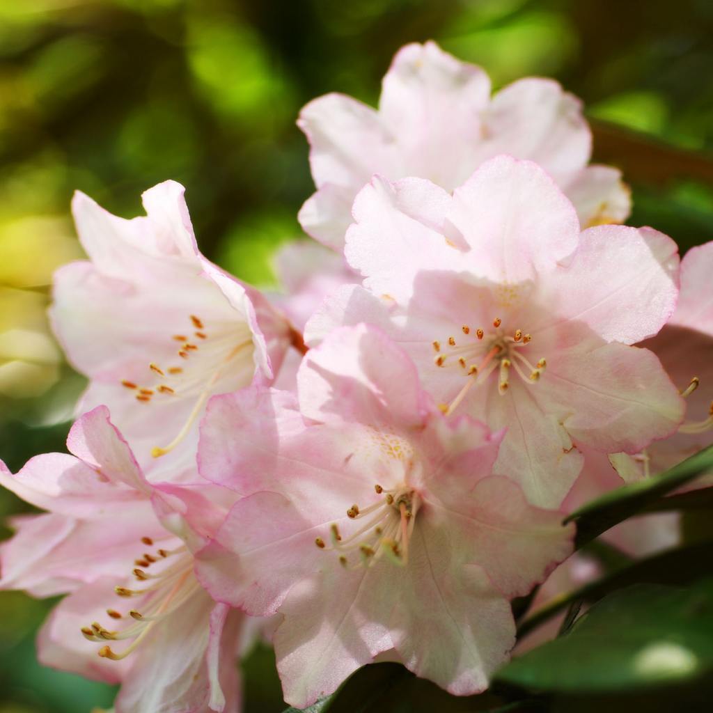 Flower Homes Heather Flowers