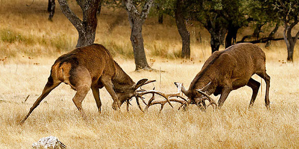 Pelea-de-ciervos-3.jpg