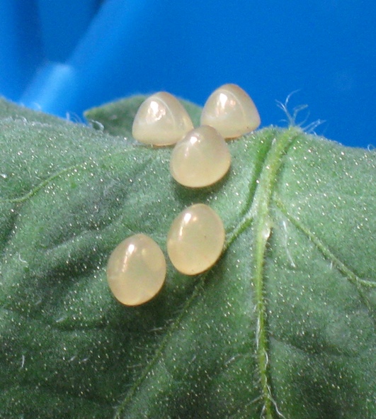 Green Meadows Community Garden Mystery Eggs on a Tomato Leaf