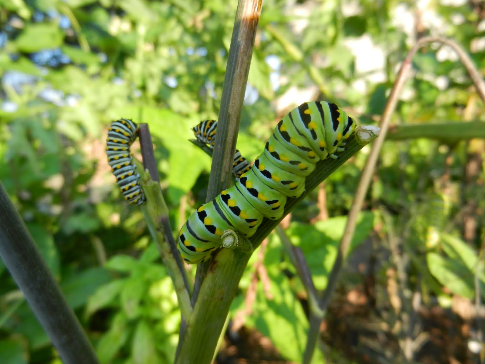 The Impatient Gardener Caterpillars in the Garden or "It Pays to be