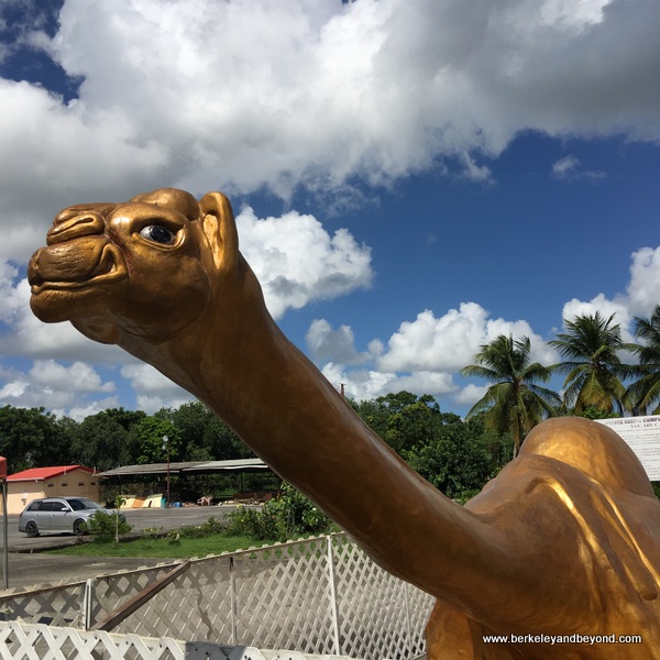 Carole Terwilliger Meyers