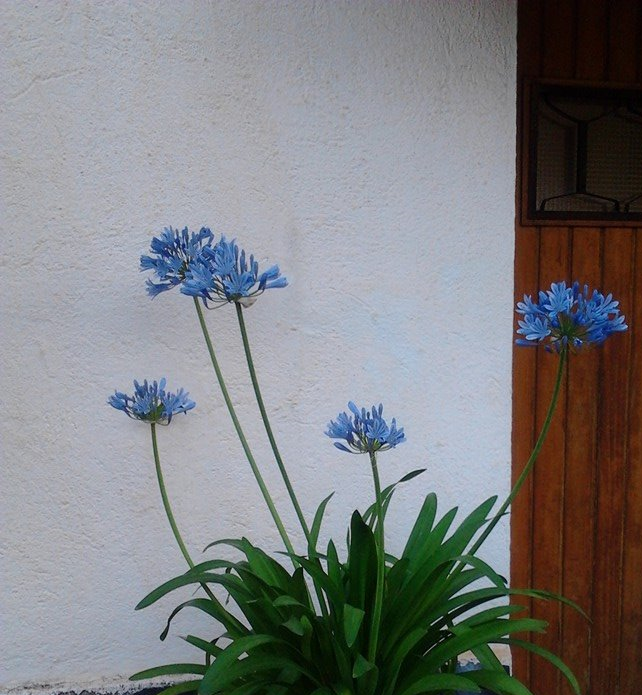 Del jardín de la Balandra