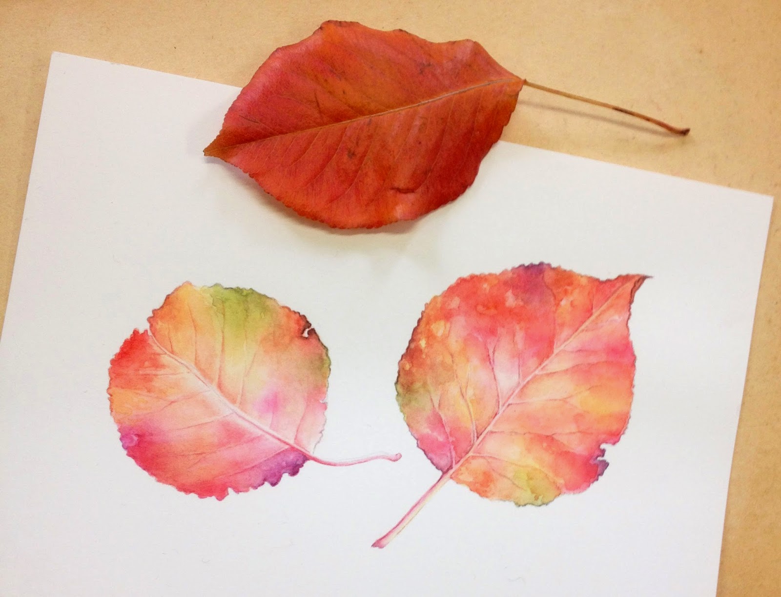 Botanic Art Classes June 2014