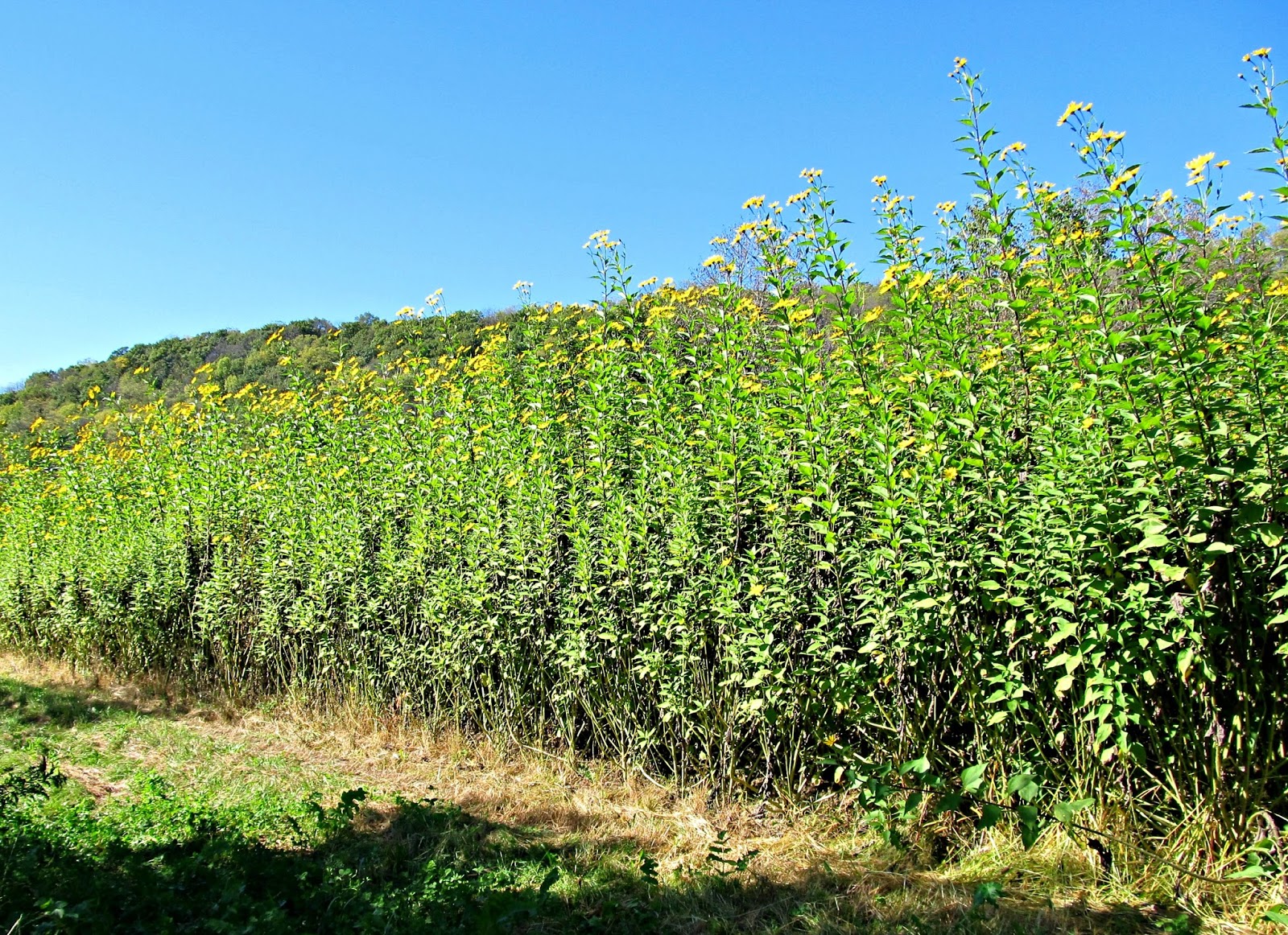Harmony Valley Farm Overwintered Sunchokes...A Vegetable With Unique
