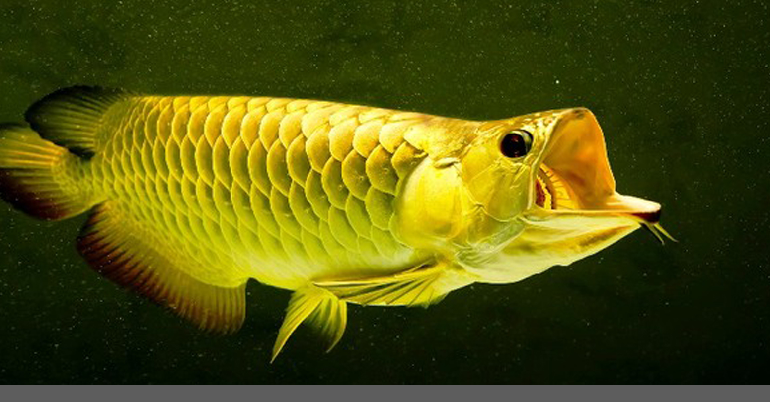 Рыбка золотого цвета. Аквариумная рыба Араванна. Аквариумная рыбка Арована. Золотая Арована рыба. Рыба дракон Арована.