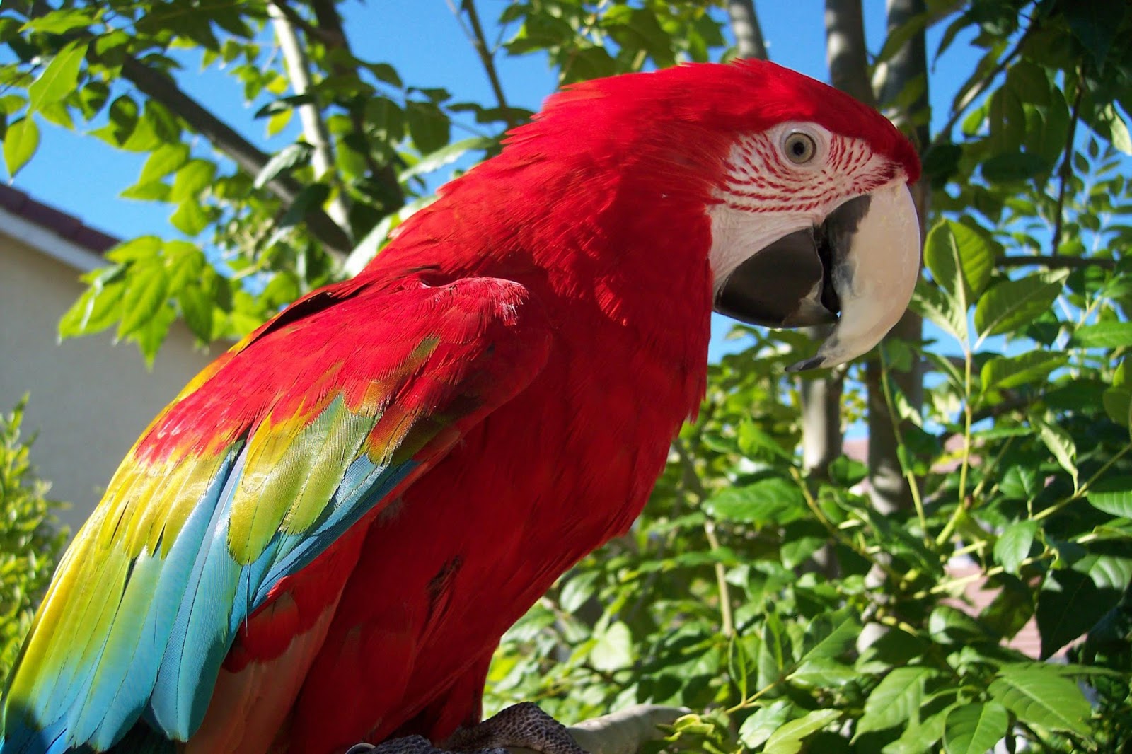 Scarlet Macaw | Beauty Of Bird