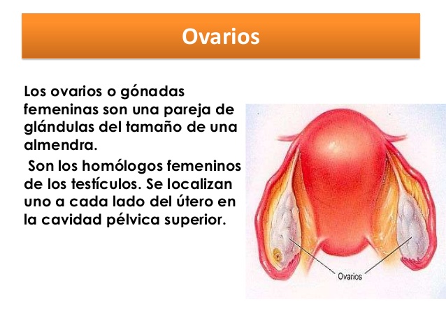 ¿Que son los ovarios?