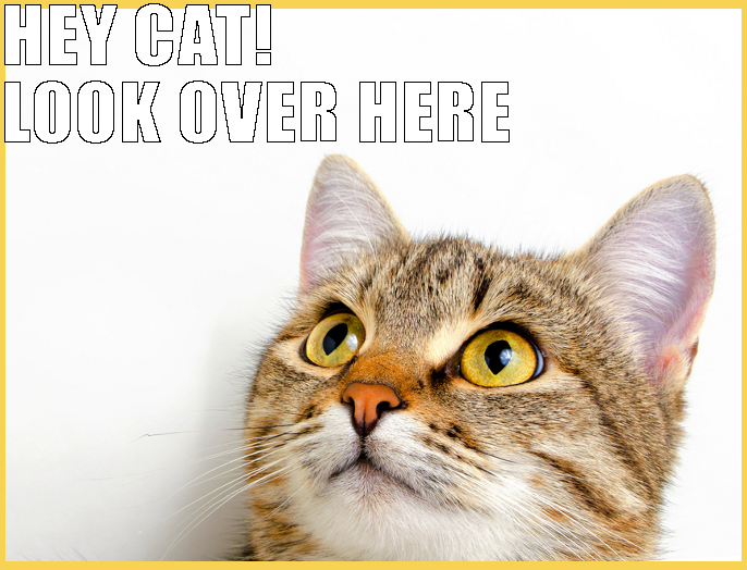 Great Cats Be Funny BLOG