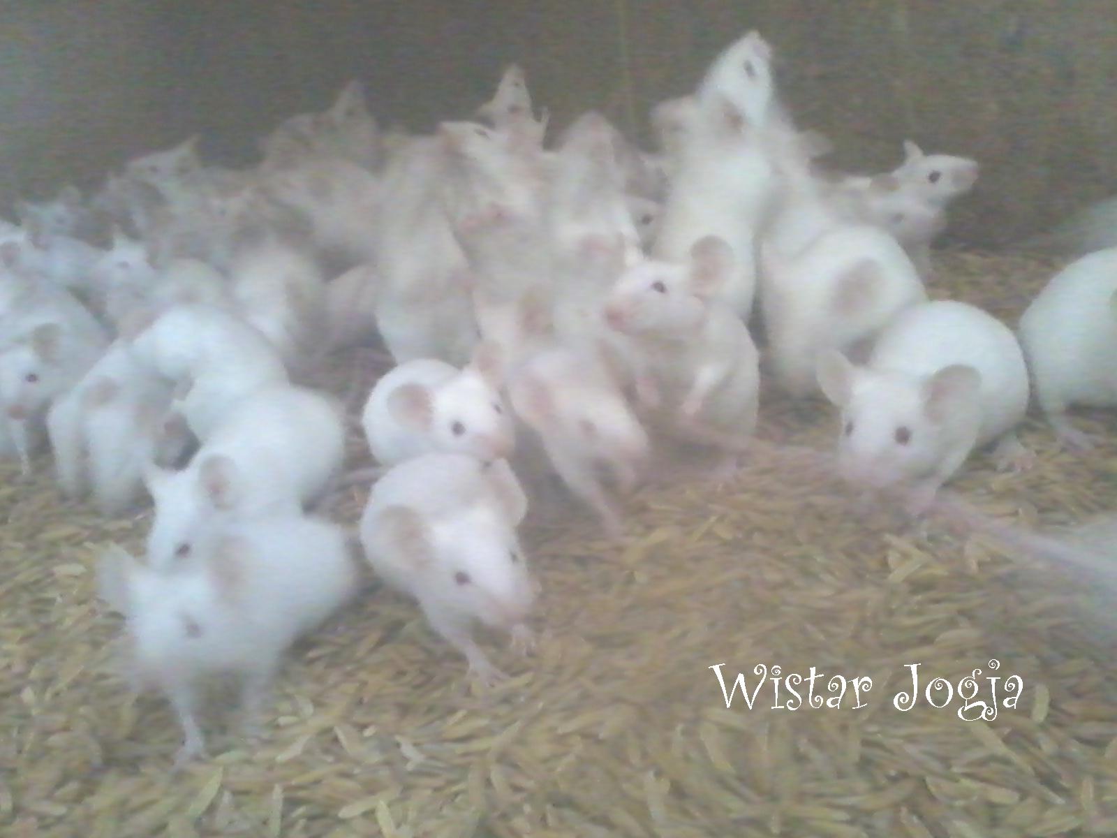Ready Tikus Putih Penelitian Wistar Mencit Balb/C: TIKUS PUTIH MENCIT ...