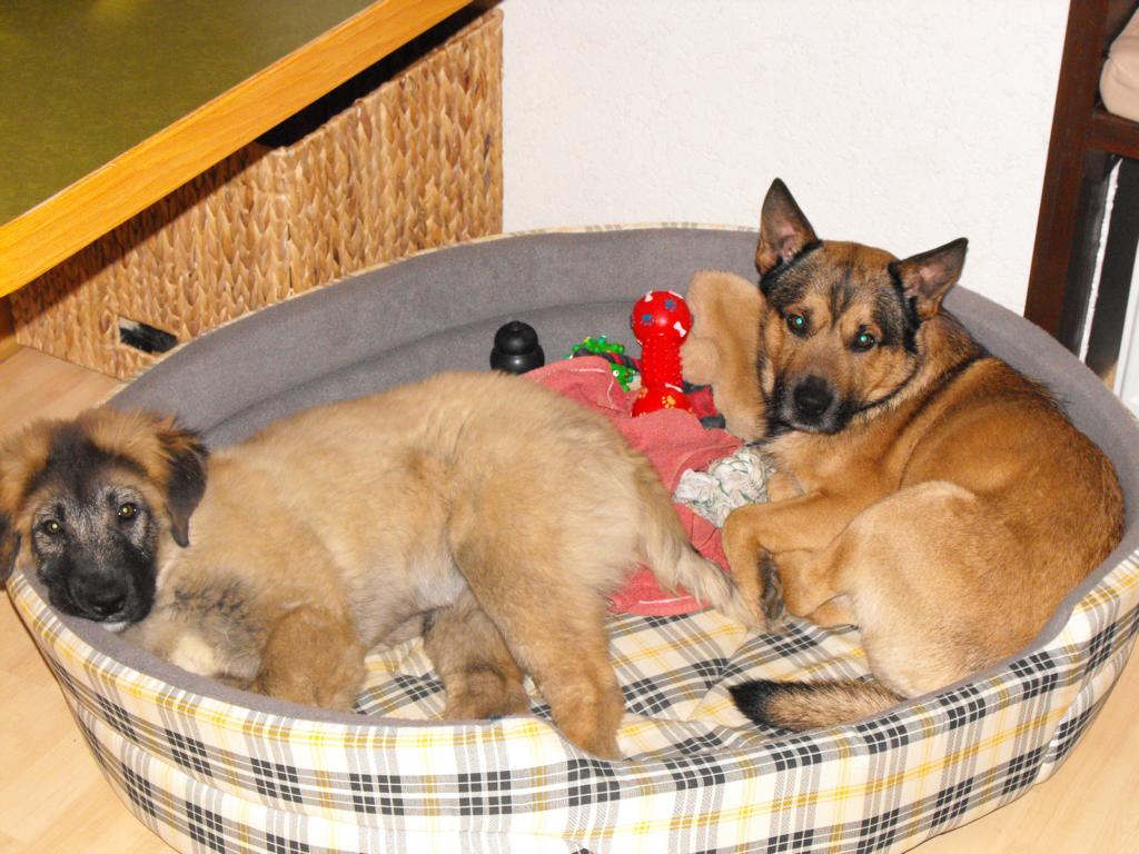 Überraschungspaket Hund ein Hundeblog der zeigt, wie unterschiedlich