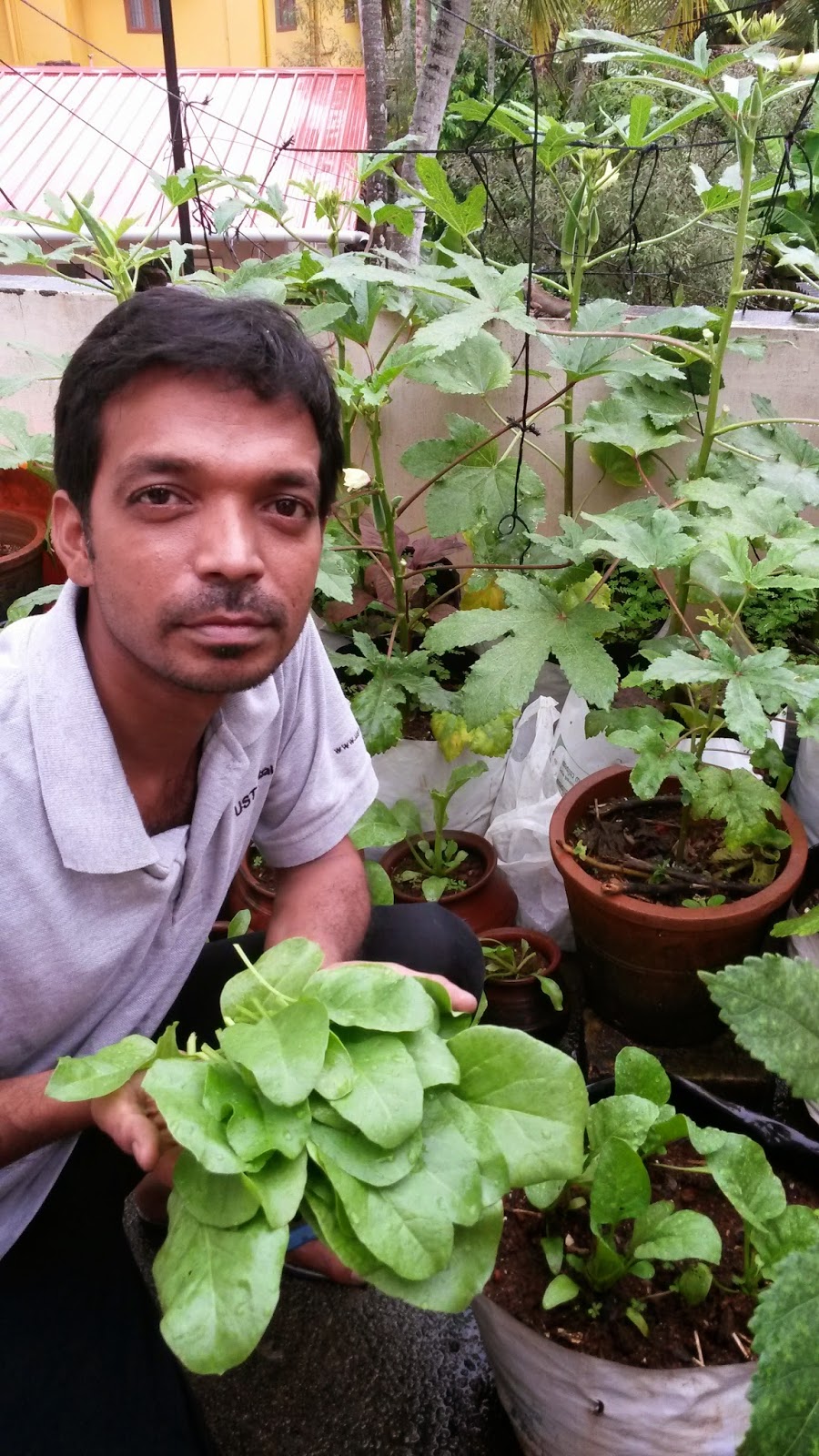 Organic micro farm and vegetable terrace garden : Spinach or Palak