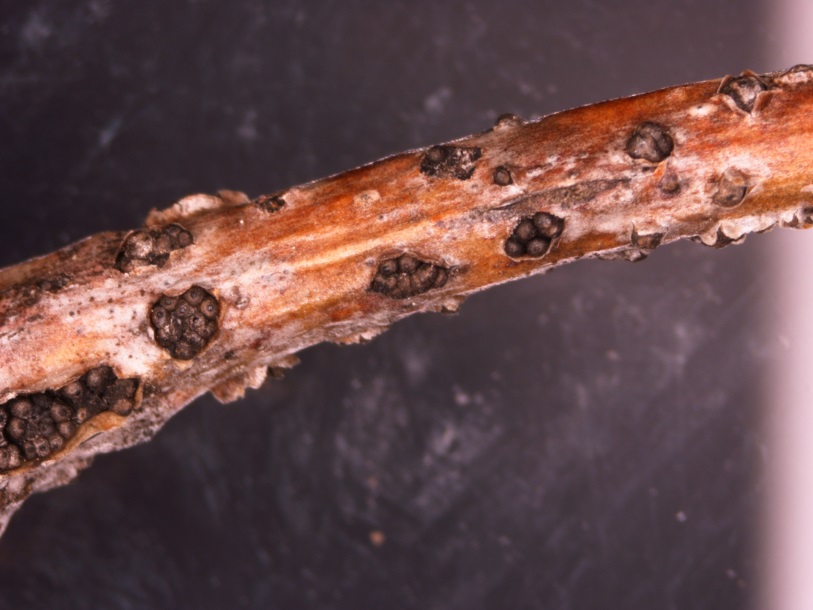 University of Illinois Plant Clinic U of I Tree Disease and Pest