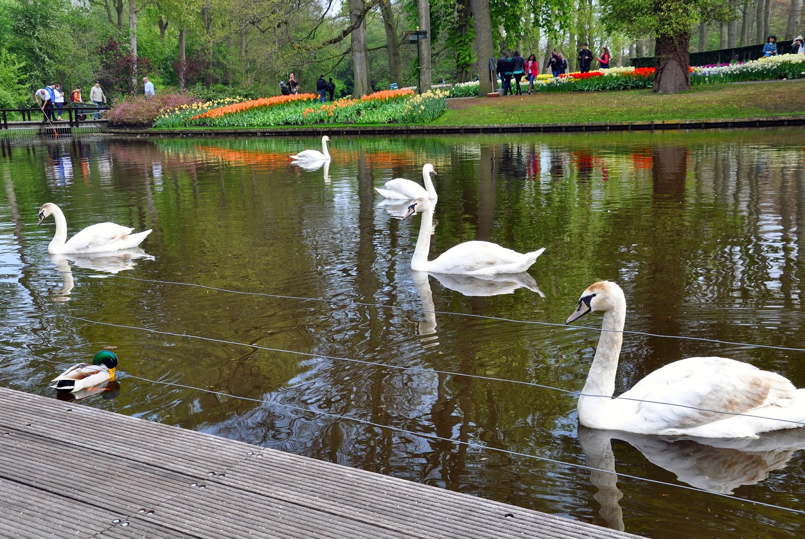 Парк с лебедями