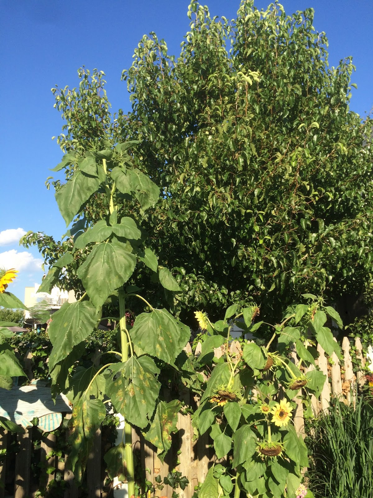 When Are Sunflowers In Season Nz - Poinsettia Availability Nz