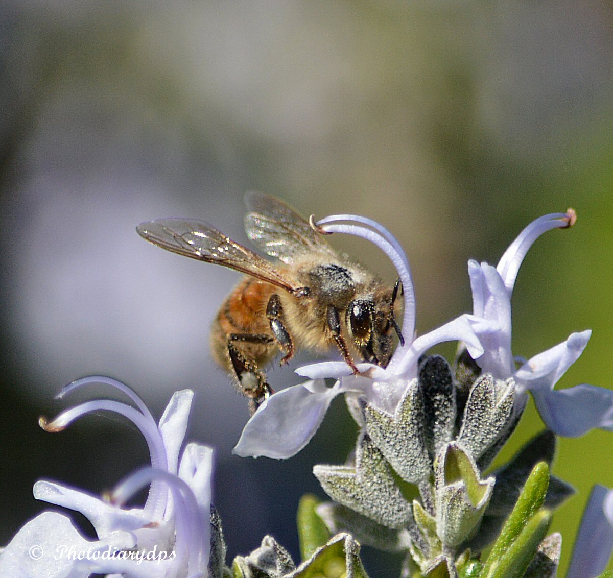 PhotoDiary 13/04/2017 Around the garden and a snake comes to visit.