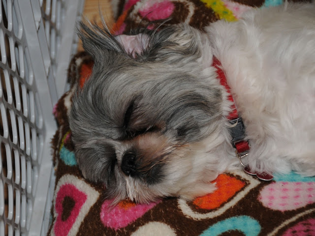 Cachorro shih tzu