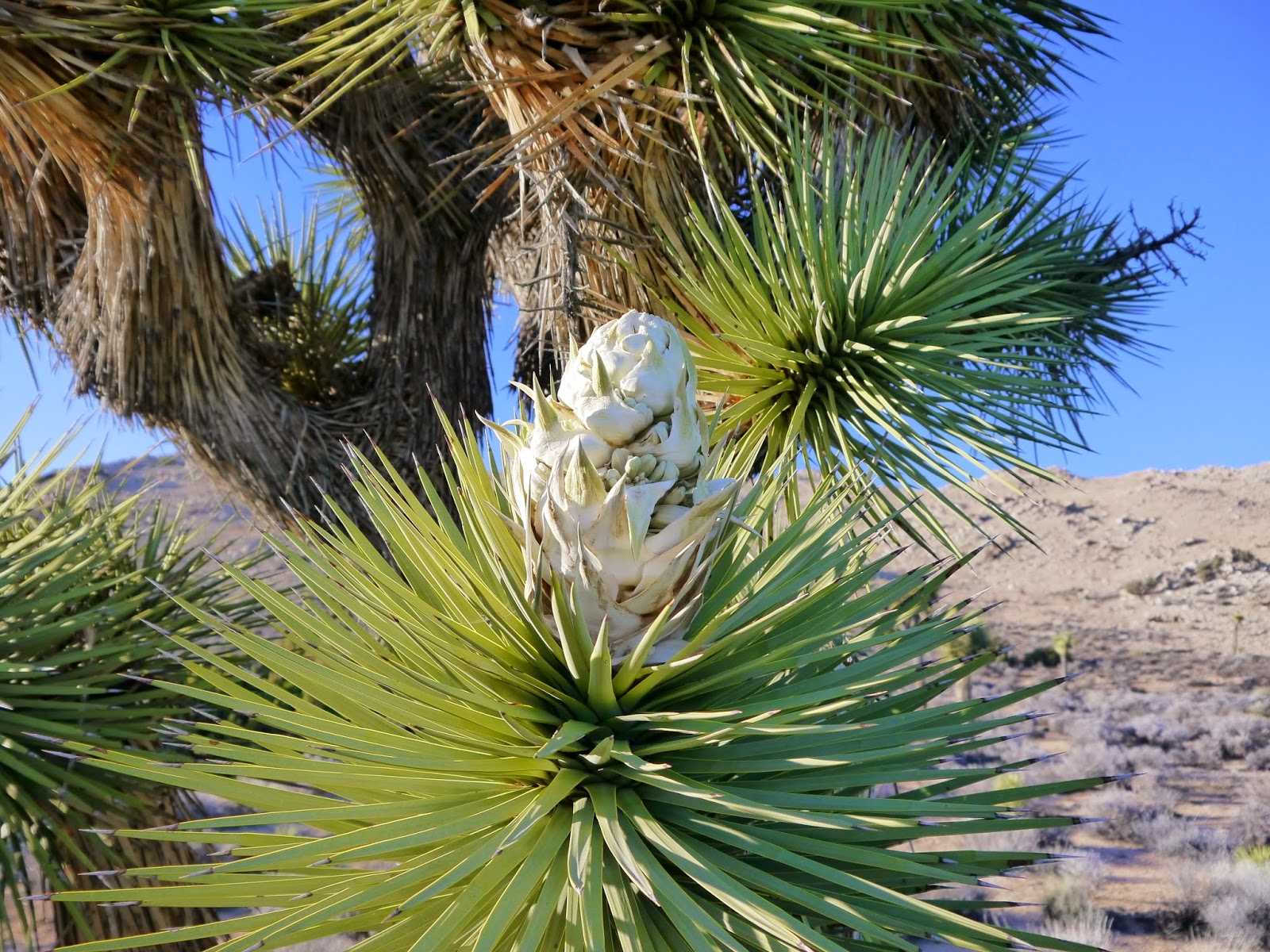 American Travel Journal Joshua Tree National Park Joshua Trees in Bloom
