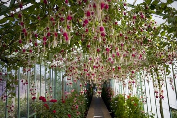 the royal greenhouse