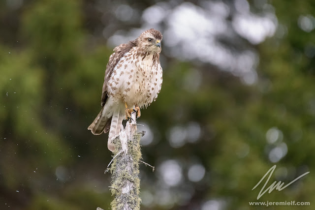 photographie, jeremie leblond-fontaine, kayak, parc national de la mauricie, faune sauvage, oiseaux, animaux, quebec, canada, huards, orignaux, urubus à tête rouge