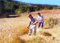 Hasat zamanı tarlada tırpanla buğday biçerek çalışan işçi ırgatlar