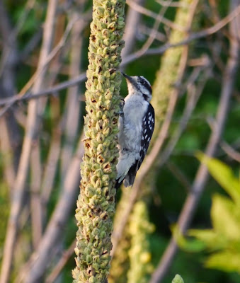 hairy woodpecker