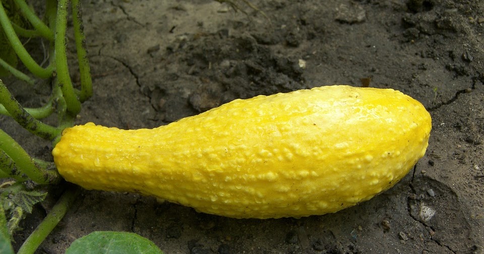 food glorious food a culinary obsession tips for cooking summer squash food glorious food a culinary obsession tips for cooking summer squash