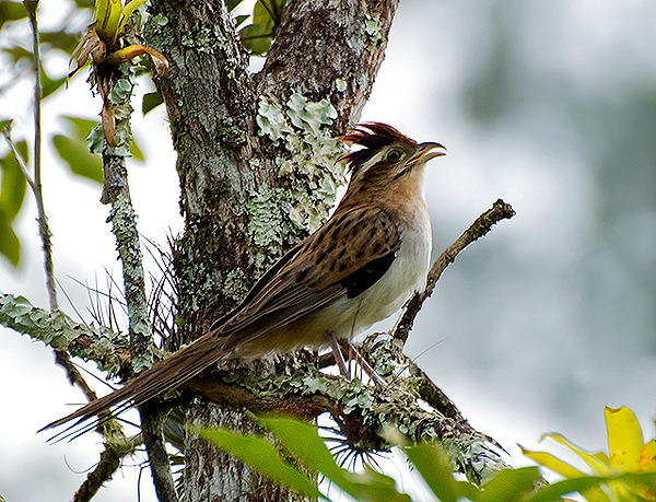 Bellas Aves de El Salvador Tapera naevia (tres pesos pido, crespín)