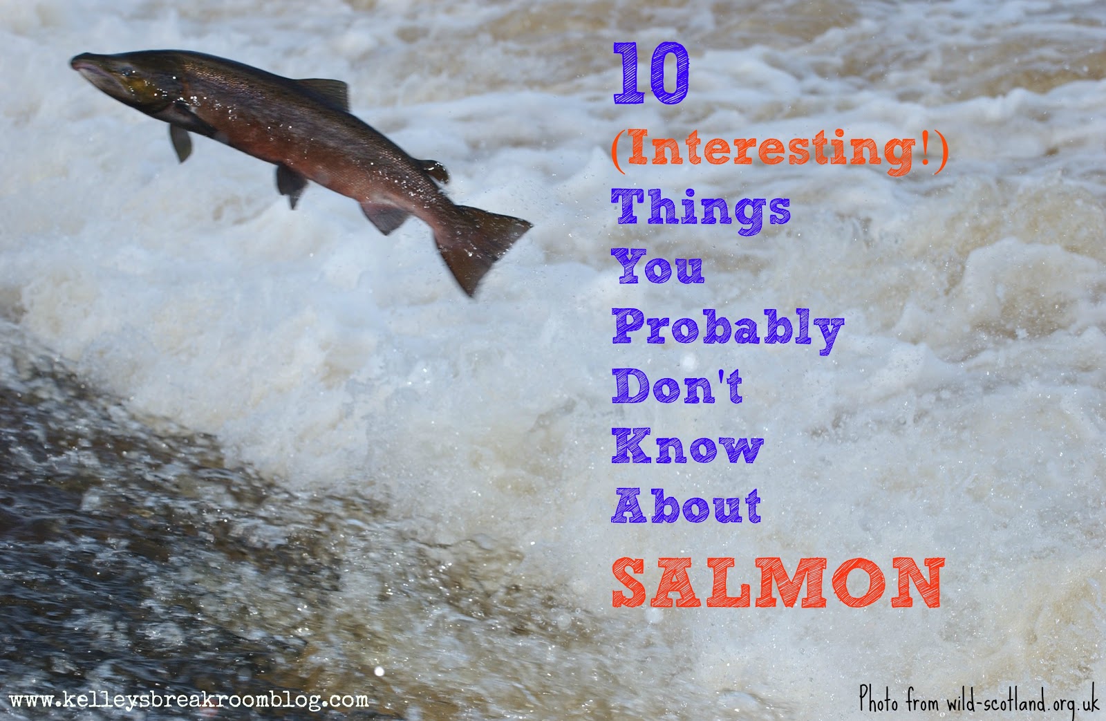 10 (Interesting!) Things You Probably Don't Know About Salmon
