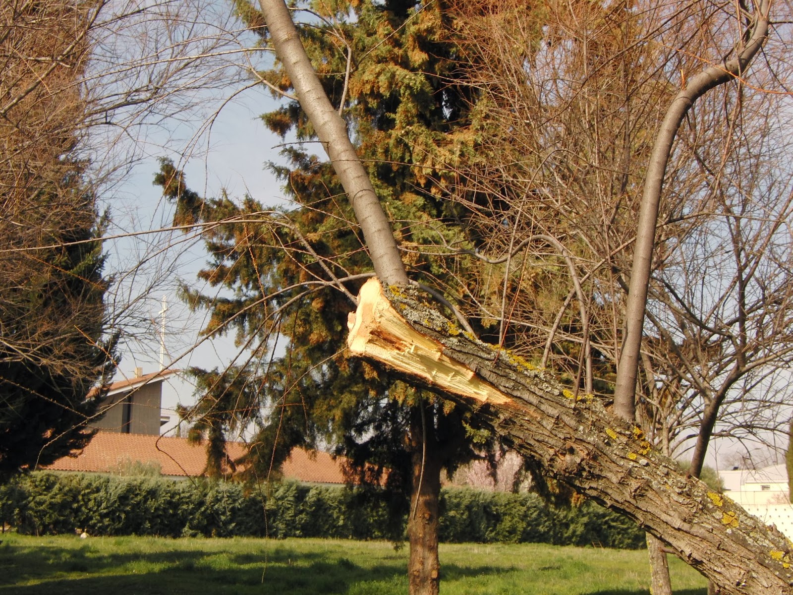 El observador de la Jardinería Urbana: 25/05/14 - 1/06/14