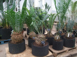 Kew Gardens - Temperate House Cycads