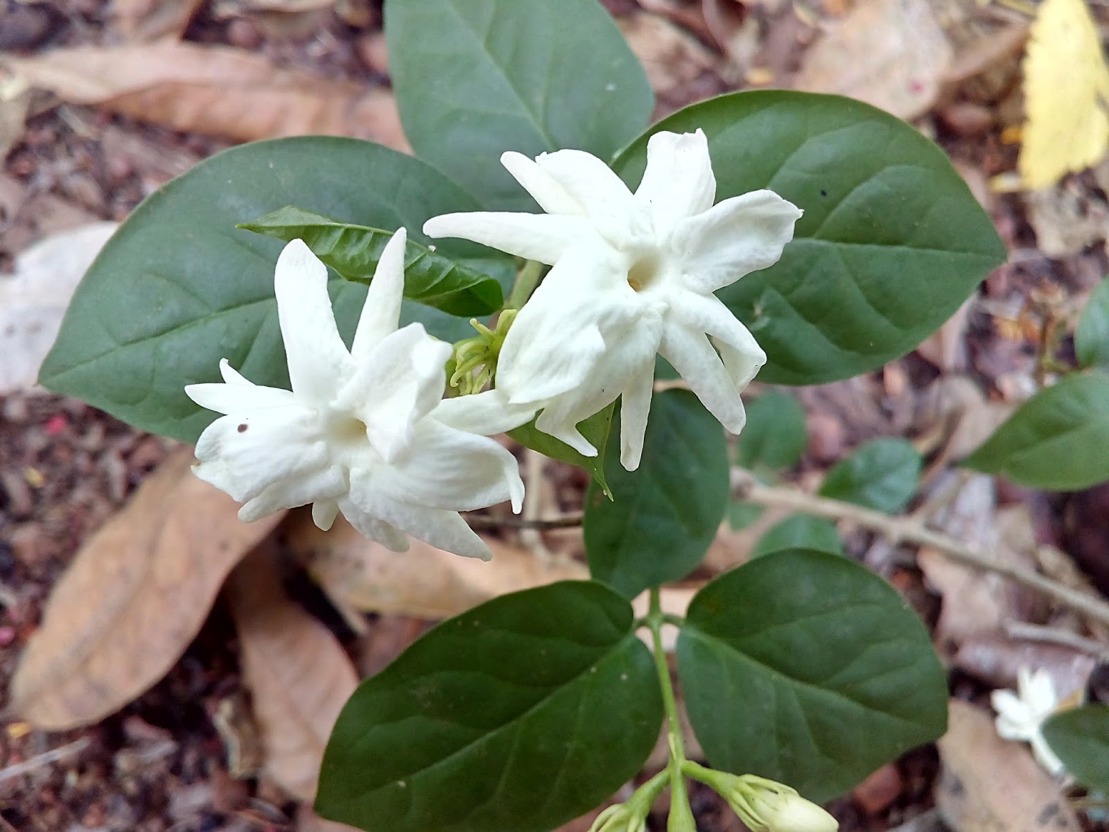 Mogra flower(Jasminum sambac)
