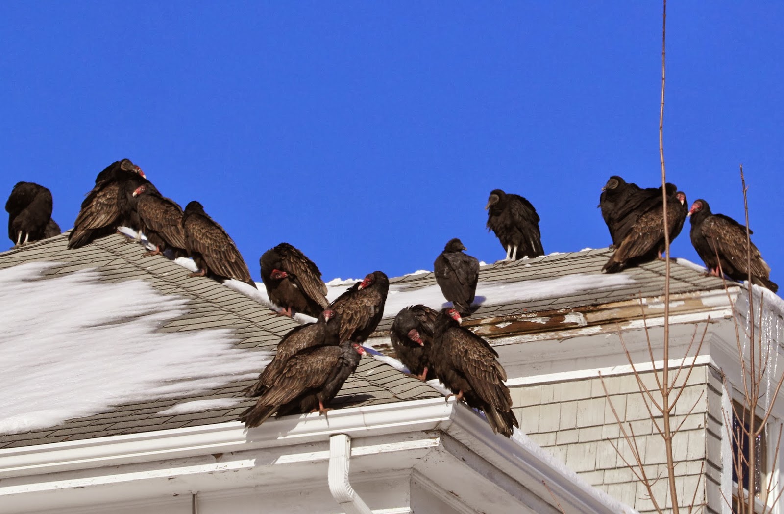 Looking Out from Central Massachusetts Birding along the Blackstone
