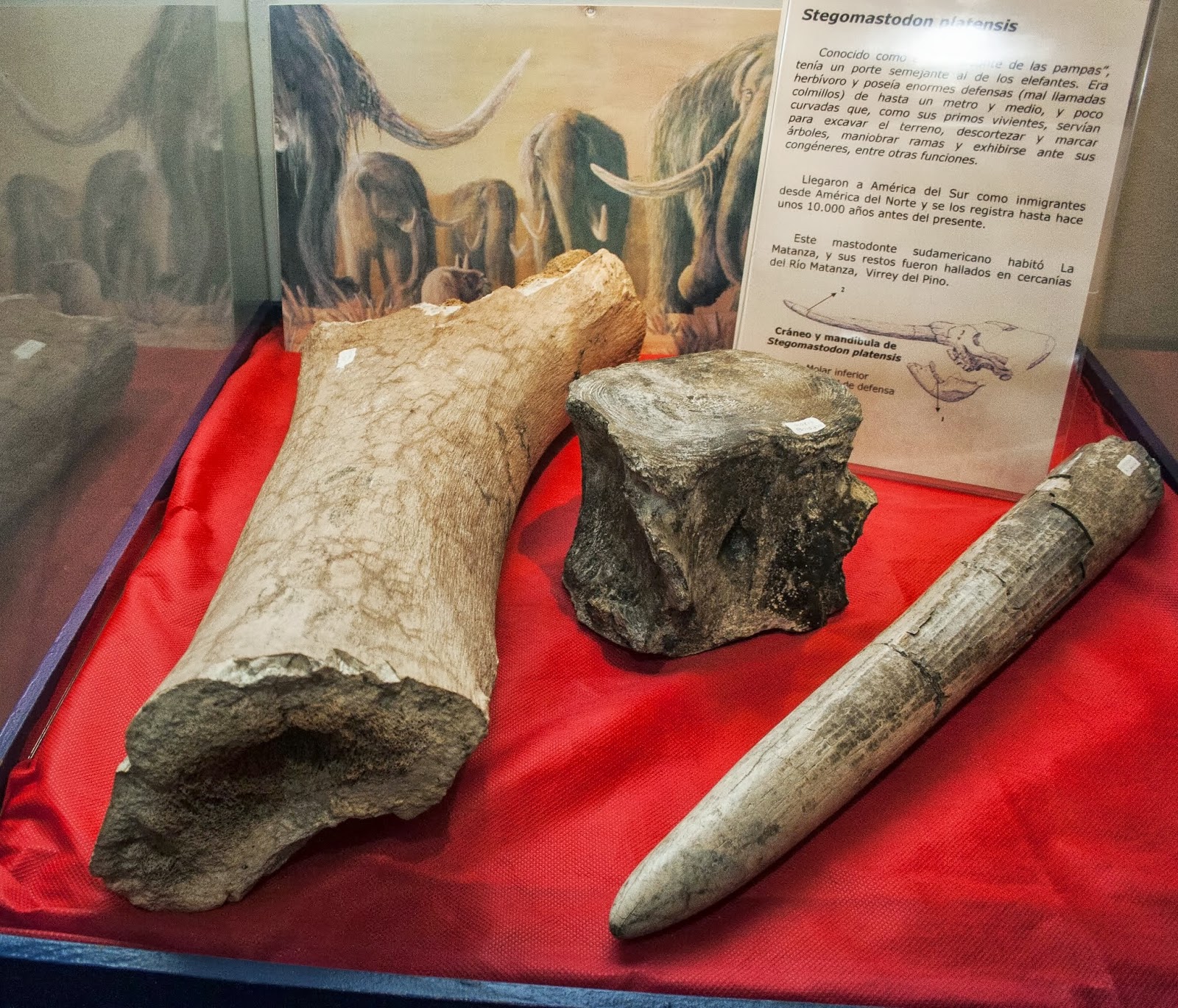Fósiles en exhibición en el Museo Histórico Municipal de La Matanza. Foto: MHMLM