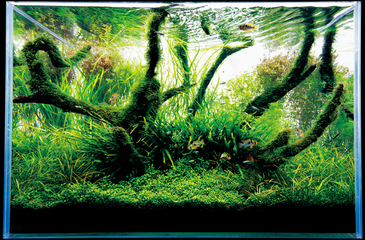 Perezoso Percepción submarino CAD creative aquarium design: El acuario low tech, el equilibrio de lo  simple.