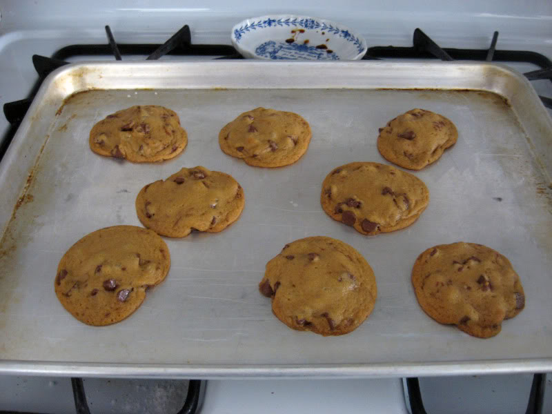 Chewy Molasses Chocolate Chip Cookies Fresh from the...