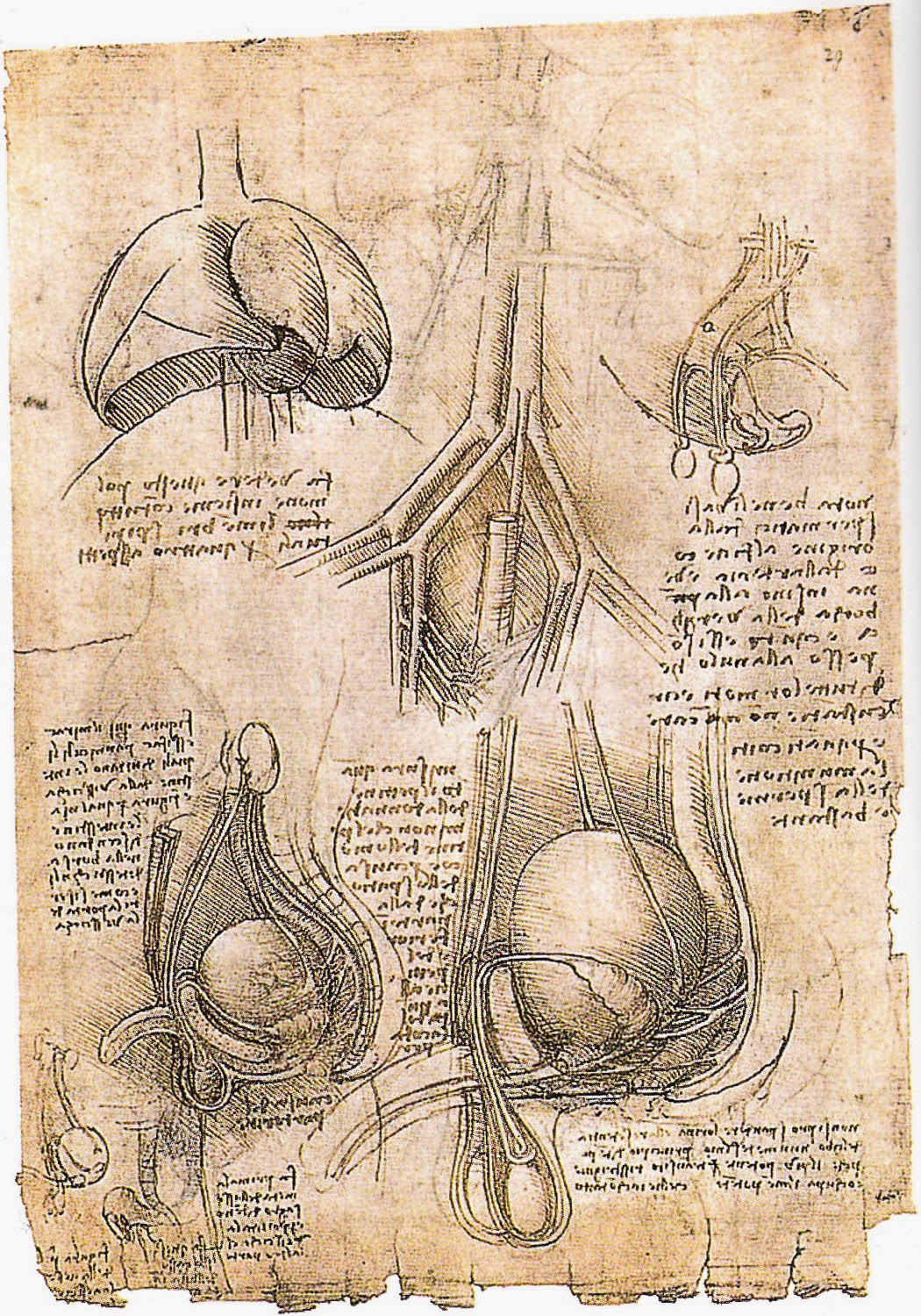 Organi genitali maschili vescica canale urinario in alto polmone suino 1508 1509 Raccolta di Windsor RL v